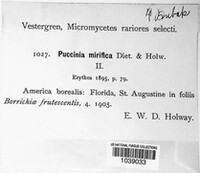 Puccinia mirifica image